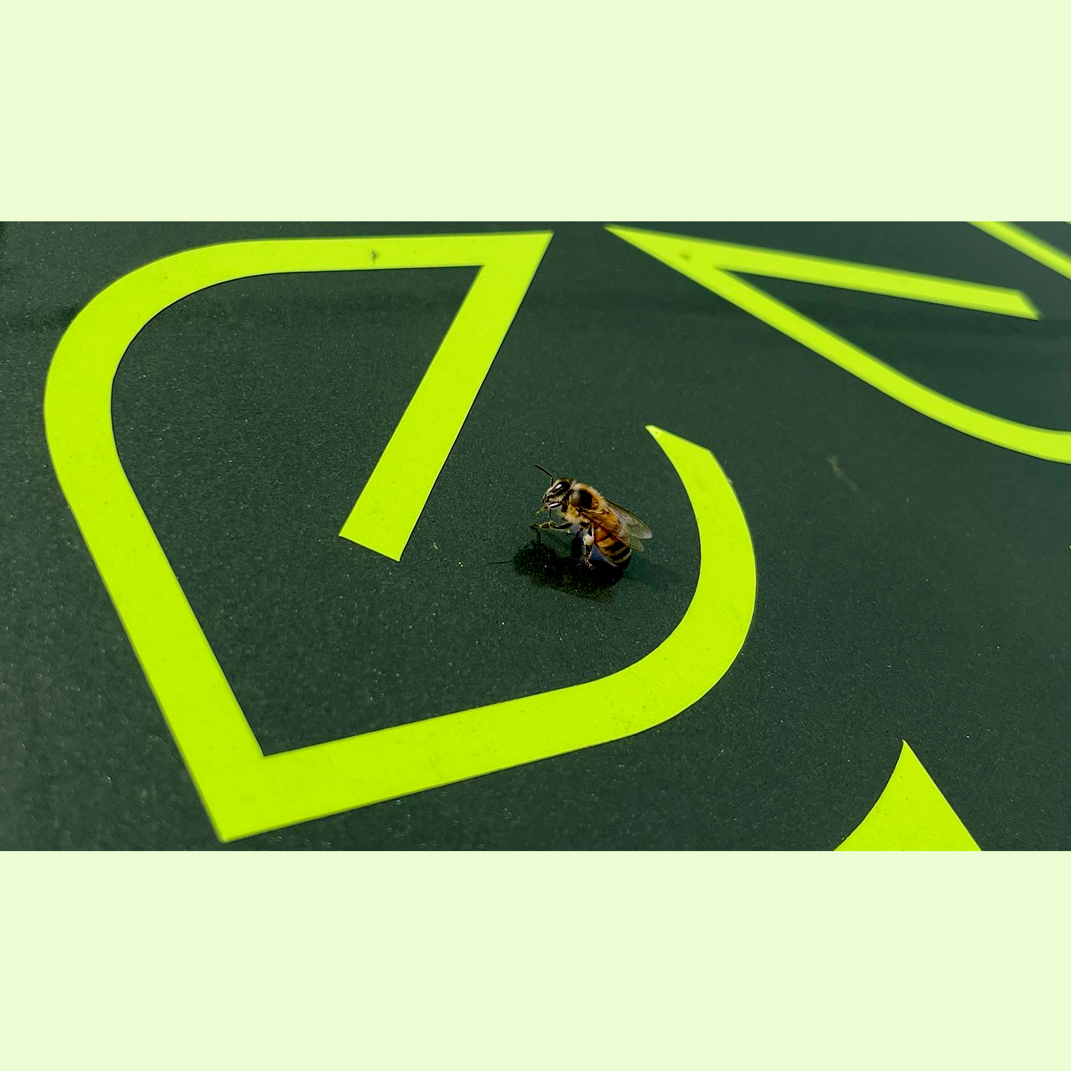 blog 83 syntech biofuel bee sitting within a graphic of the syntech branded leaves